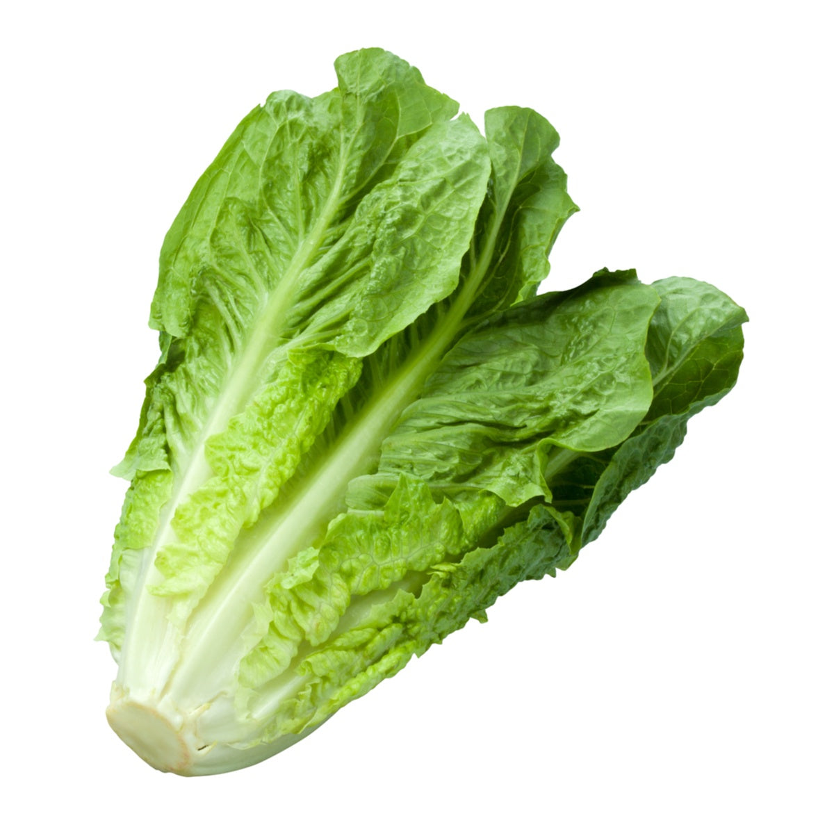 Cos Lettuce