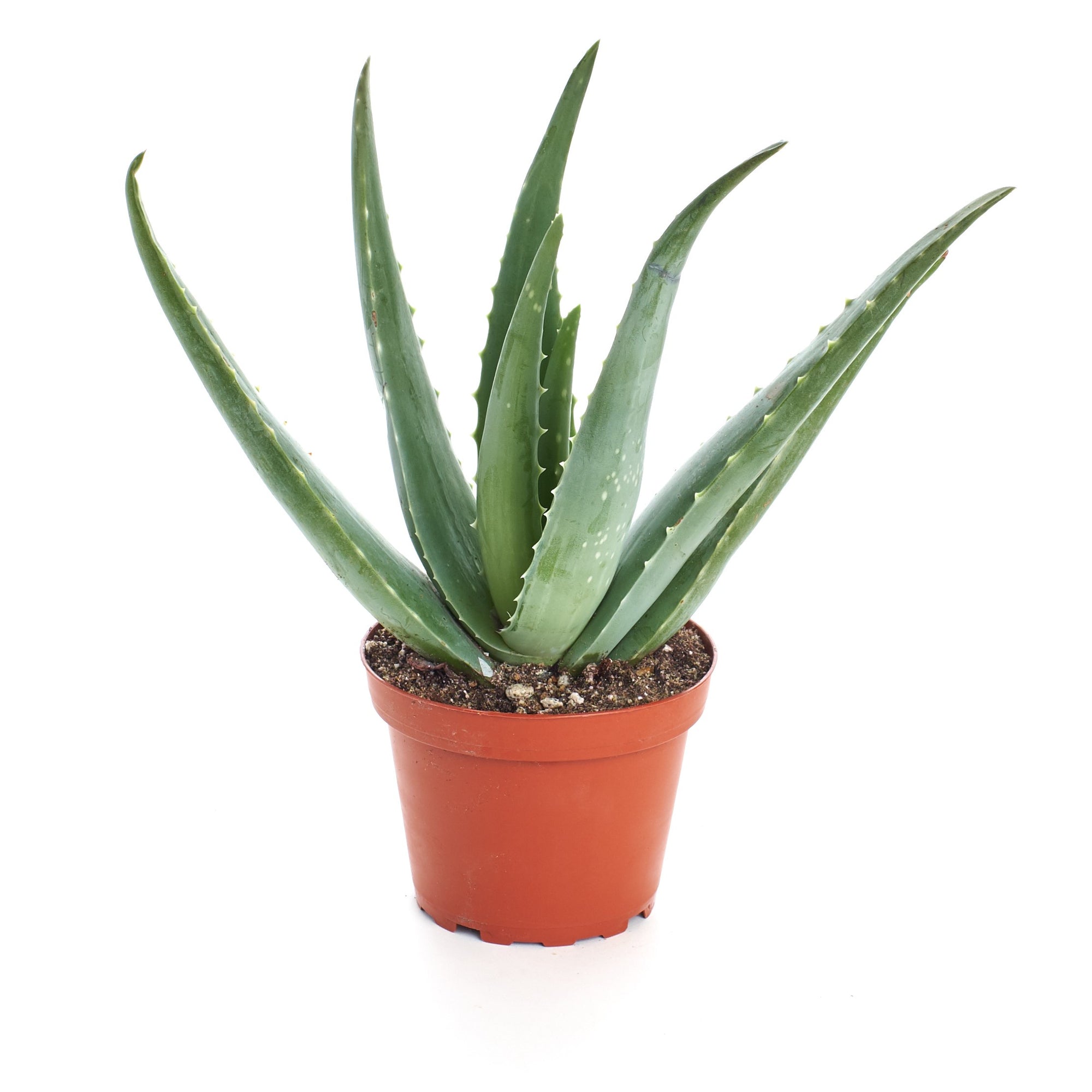 Aloe Vera Plant