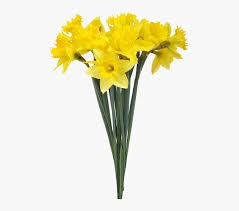 Daffodils